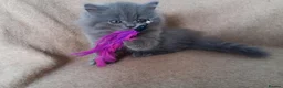 British Shorthair cats for sale: Stunning BSH pedigree kittens TICA registered  - Advert 10