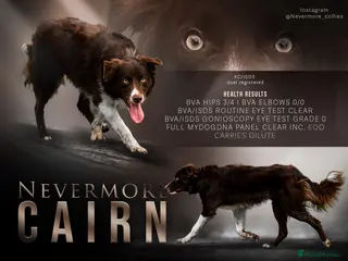 Border Collie dogs HEALTH TESTED DUEL KC/ISDS FOR STUD - Advert 2