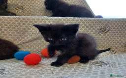 Mixed Breed cats for sale: Last 2 black kittens - Image 1