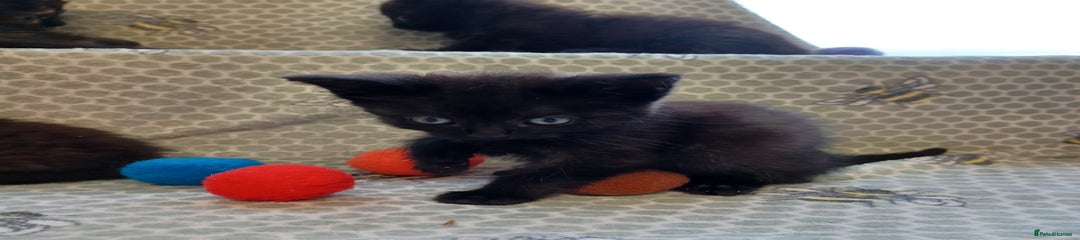 Mixed Breed Kitten 1