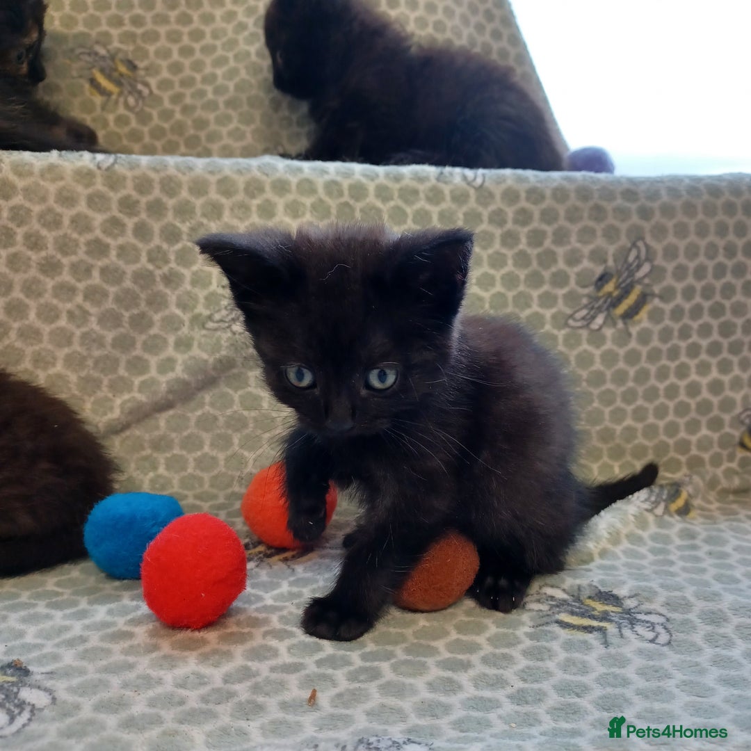 Mixed Breed cats for sale: Last 2 black kittens - Image 1