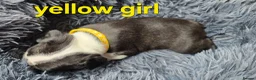 Boston Terrier dogs for sale: ⭐️KC registered beautiful Boston terrier puppies - Advert 8