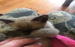 Tonkinese cats for sale: Superb Tonkdoll Kittens - Image 13