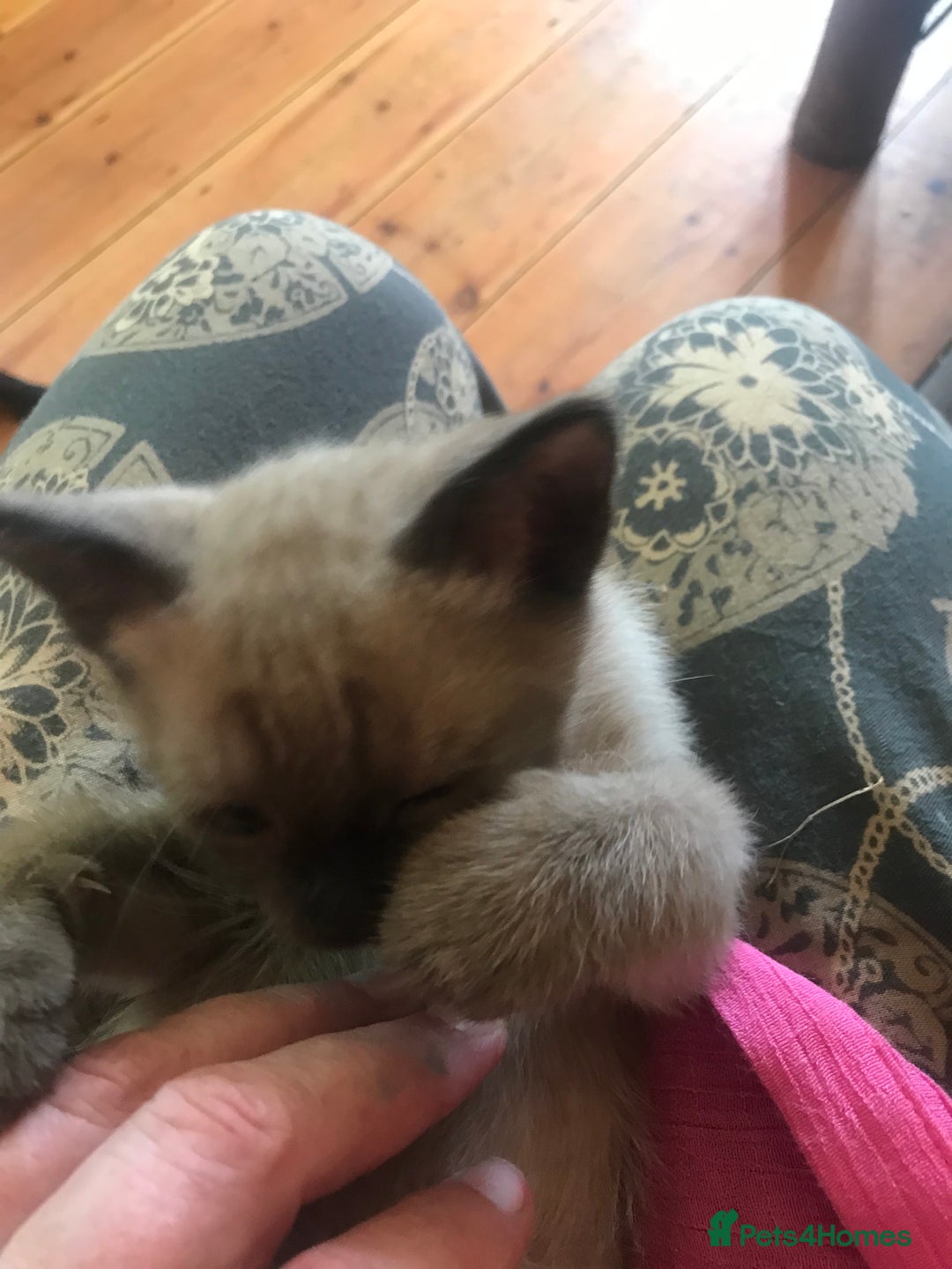 Tonkinese cats for sale: Superb Tonkdoll Kittens - Image 13
