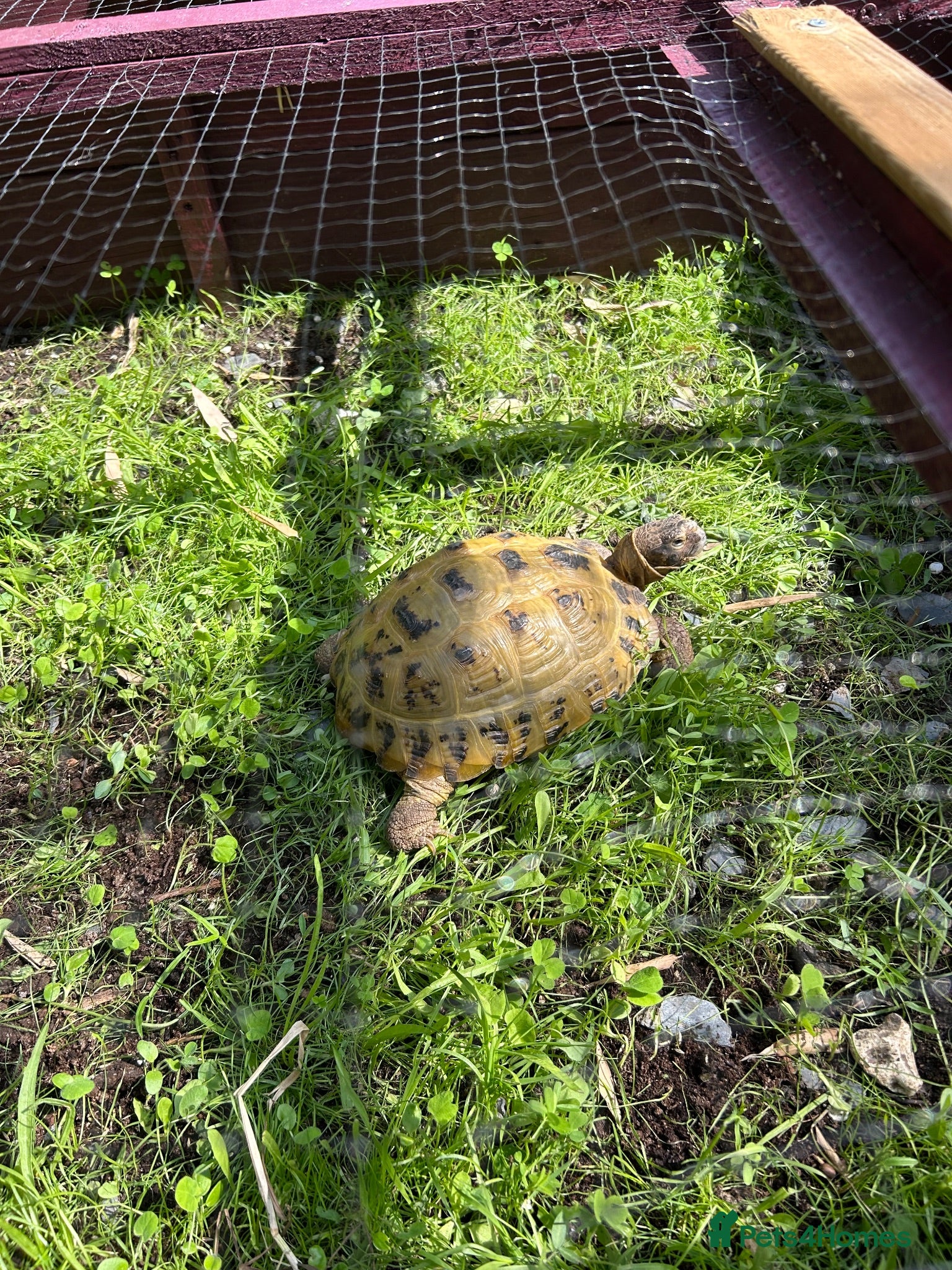 Tortoise reptiles Female horsefield tortoise - Advert 10