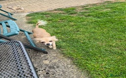 Chihuahua dogs for sale: Long haired chihuahua  - Image 29
