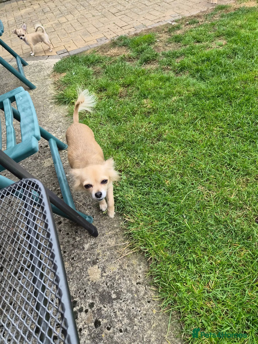 Chihuahua dogs for sale: Long haired chihuahua  - Image 29