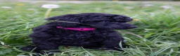 Standard Poodle dogs for sale: The Magnificent Seven Standard Poodle Puppies - Advert 8