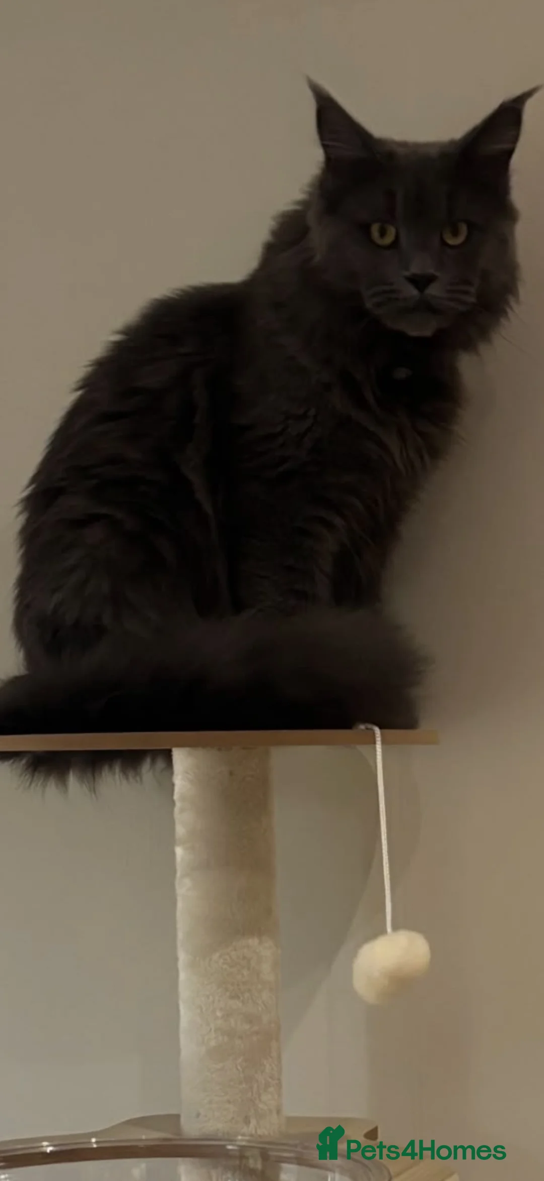 Maine Coon cats for sale: Stunning TICA Registered Maine Coon Kittens - Advert 8
