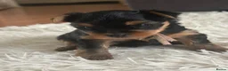 Yorkshire Terrier dogs for sale: 🐾✨  KC Registered Yorkshire Terrier Puppies ✨🐾   - Advert 3
