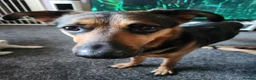 German Shepherd dogs for sale: Female gsd and pocket bully for sale  in Mansfield - Advert 13