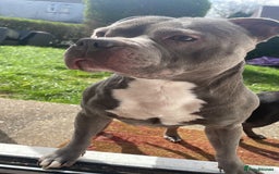 Staffordshire Bull Terrier dogs for sale: Blue Staffordshire bullterrier  - Image 10