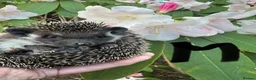 Pygmy Hedgehog rodents for sale: 9 week hoglets/ full masked/ reverse pinto READY   - Advert 4
