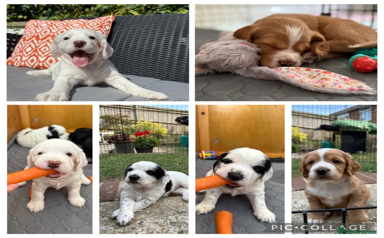 Cocker Spaniel dogs - Advert 6