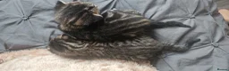 Mixed Breed cats for sale: Kittens  - Advert 2