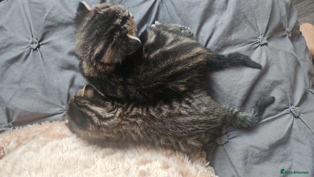 Mixed Breed cats for sale: Kittens  - Advert 2
