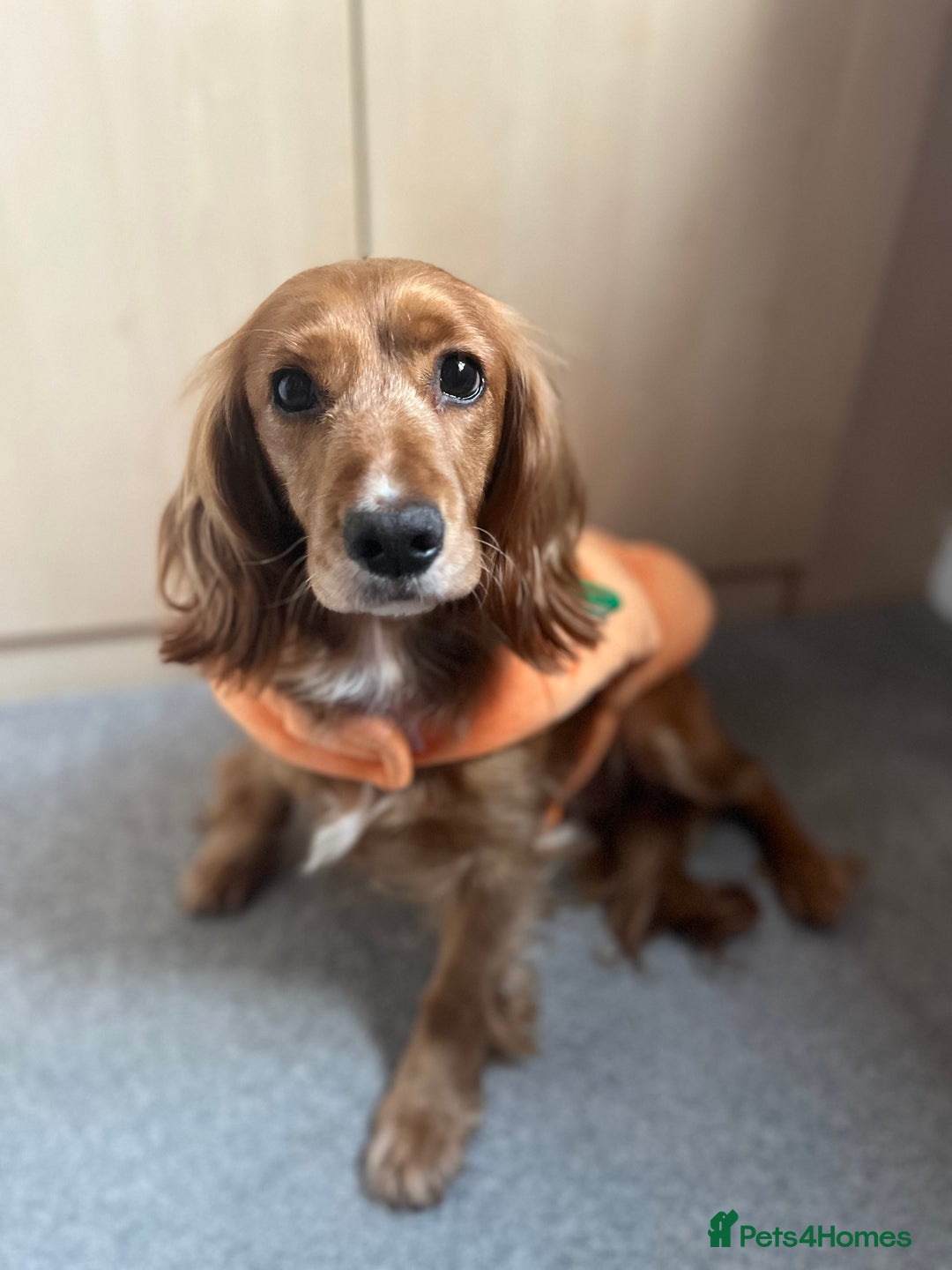 Mixed Breed dogs for sale: Cocker spaniel  - Advert 2