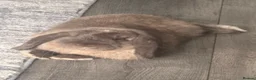 Mini Lop rabbits for sale: Rehoming our bunny  in Motherwell - Advert 6