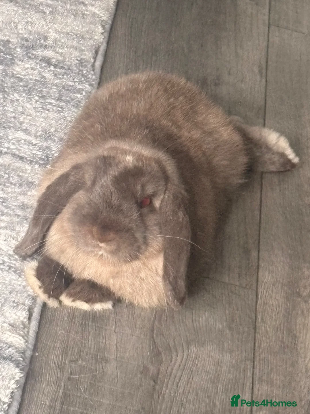 Mini Lop rabbits for sale: Rehoming our bunny  in Motherwell - Advert 6