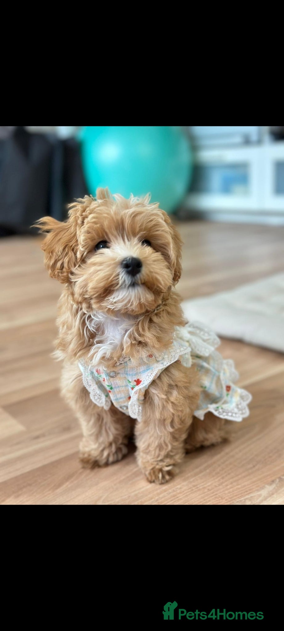 Maltipoo dogs Apricot Toy Maltipoos from KC health tested champ  - Advert 2
