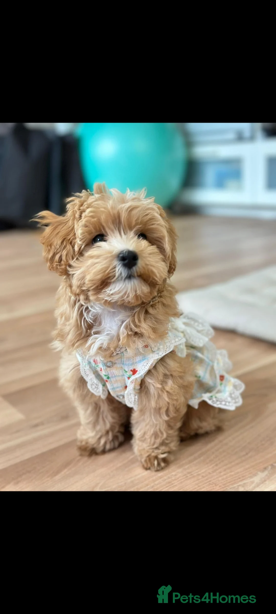 Maltipoo dogs for sale: Apricot Toy Maltipoos from KC health tested champ  - Advert 2