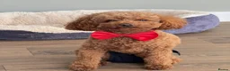 Cavapoo dogs for sale: Cavapoo F1B puppies - Advert 10