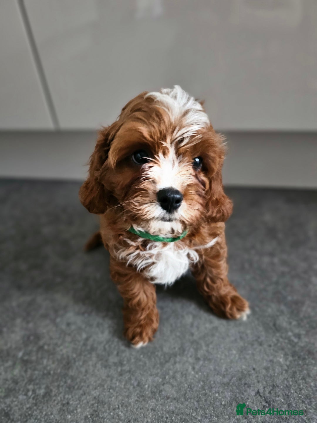 Cavapoo dogs for sale: Cavapoo dna clear  - Image 13