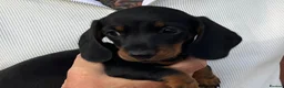Miniature Dachshund dogs for sale: Beautiful miniature Dachunds - Advert 14