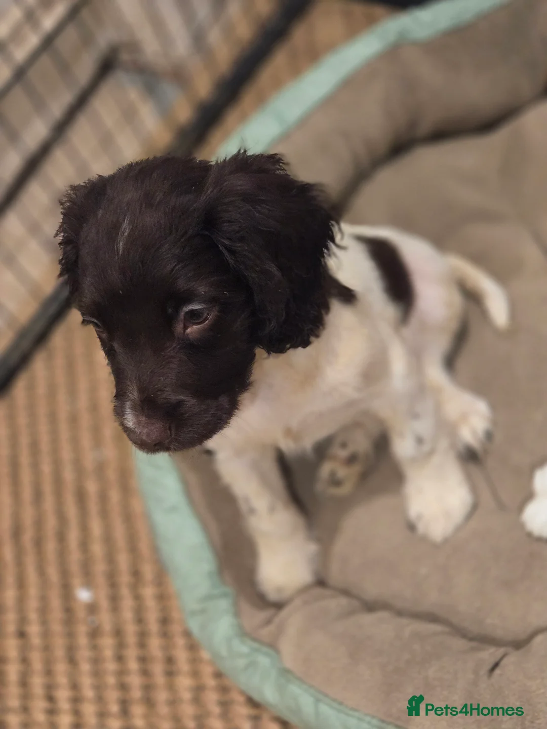 English Springer Spaniel dogs for sale: Ready Now: 2 RKC ESS Dogs - FTCh Sire - Advert 1