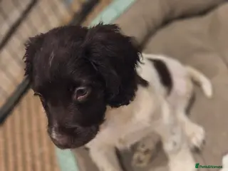 English Springer Spaniel dogs Ready Now: 2 RKC ESS Dogs - FTCh Sire - Advert 6