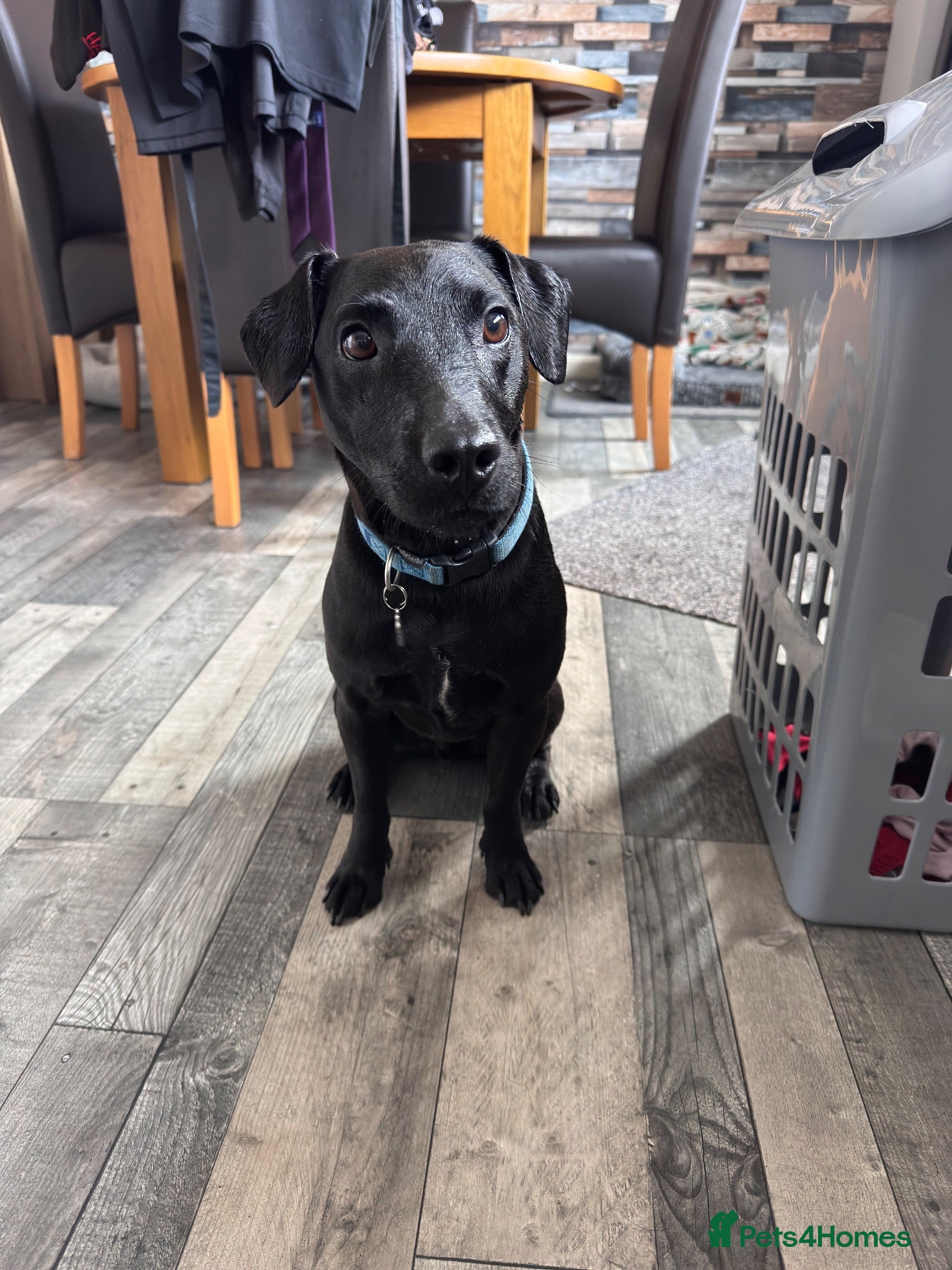 Patterdale Terrier dogs 3.5 year old male patterdale terrier  - Advert 14