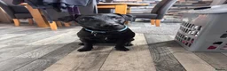 Patterdale Terrier dogs for sale: 3.5 year old male patterdale terrier  in Skegness - Advert 1
