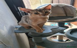 Abyssinian cats for sale: Abisinian kittens  - Image 21