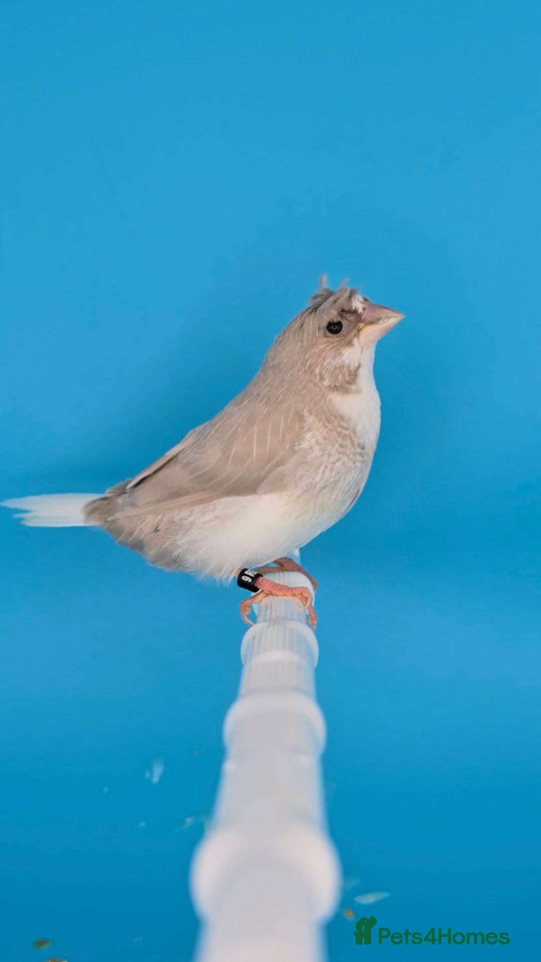 Finches birds for sale: Bengalese finches  - Advert 5