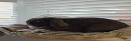 Mini Lop rabbits for sale: Beautiful Chocolate VM Mini Lop Doe - Advert 6