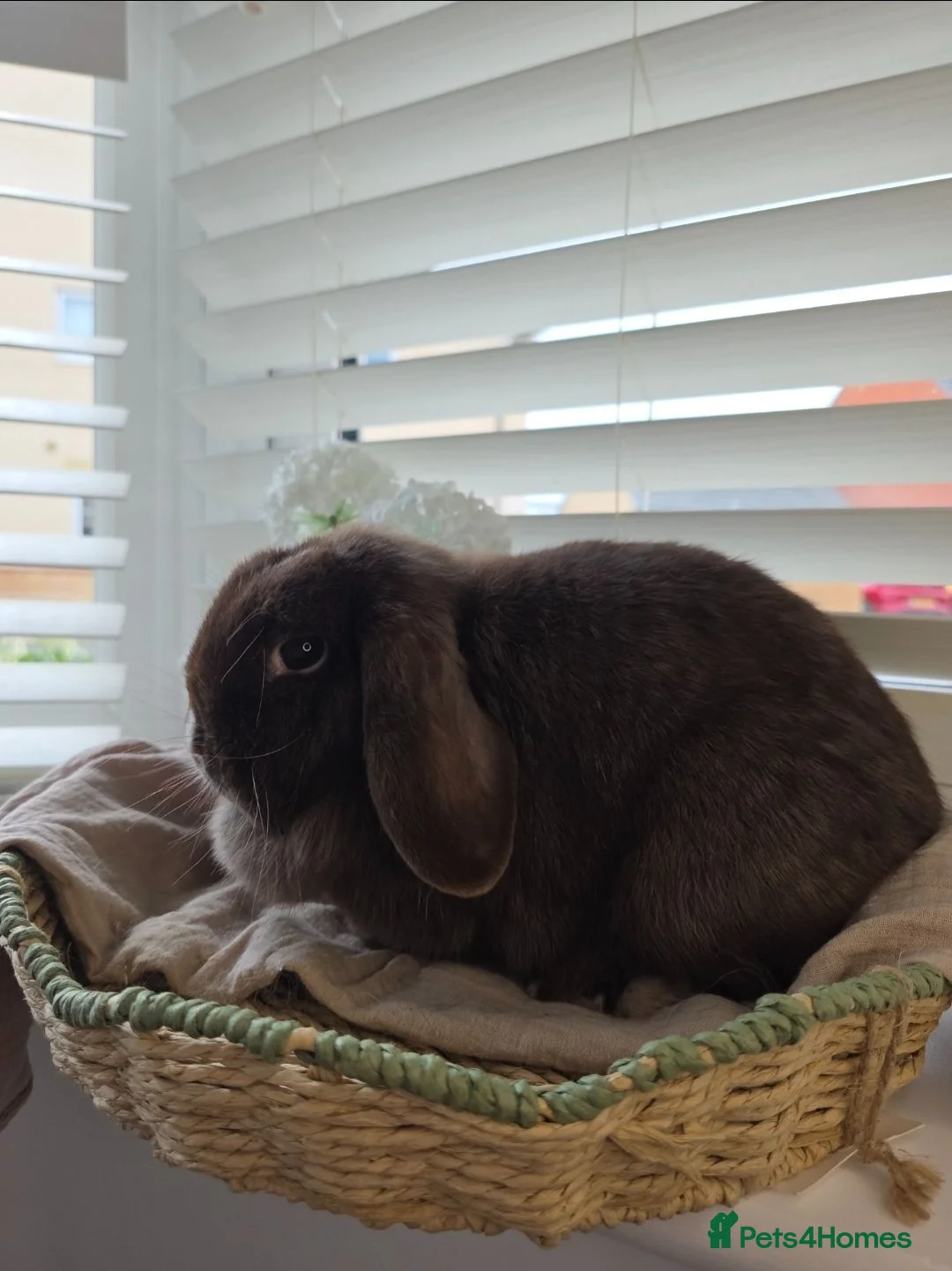 Mini Lop rabbits for sale: Beautiful Chocolate VM Mini Lop Doe - Advert 6