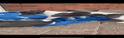 Whippet dogs for sale: Blue Kennel Club Registered Whippet pups - Advert 9