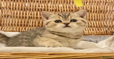 British Shorthair cats 🧸EXCEPTIONAL QUALITY PURE BREED BSH TEDDY BEARS🧸 - Advert 16