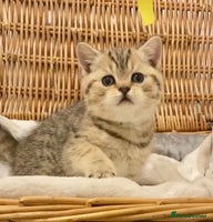 British Shorthair cats 🧸EXCEPTIONAL QUALITY PURE BREED BSH TEDDY BEARS🧸 - Advert 5