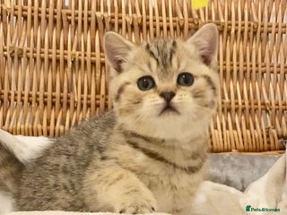 British Shorthair cats 🧸EXCEPTIONAL QUALITY PURE BREED BSH TEDDY BEARS🧸 - Advert 5