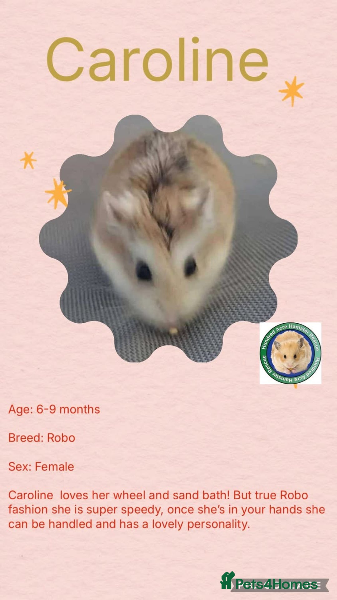 Hamster rodents for sale: Hamsters for adoption  - Advert 4