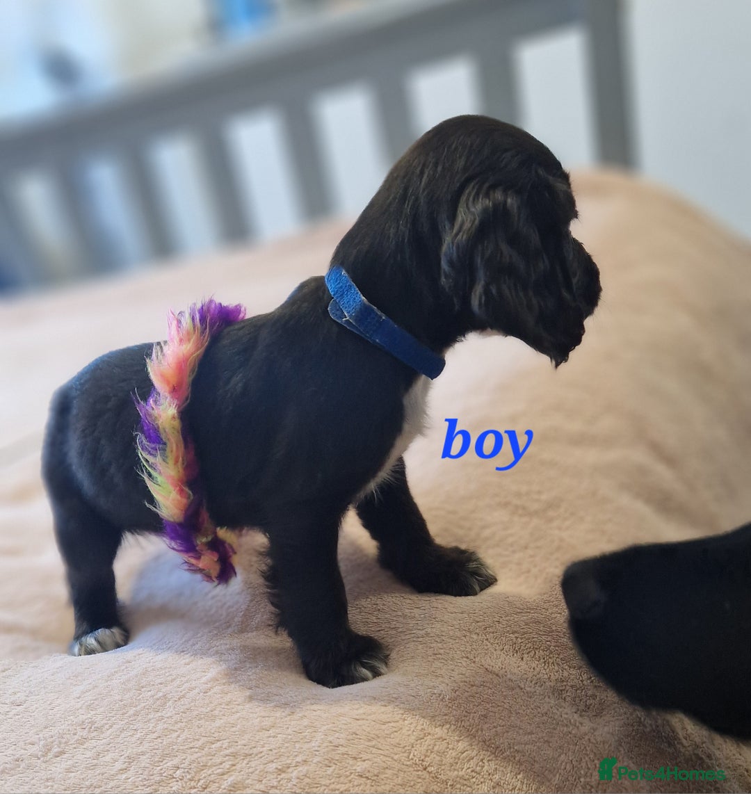 Sprocker dogs for sale: Sprocker puppies  - Image 5