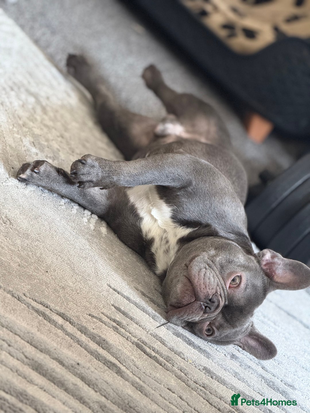 French Bulldog dogs for sale: French bulldog  - Image 4