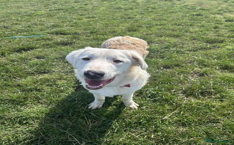 Mixed Breed dogs - Advert 15