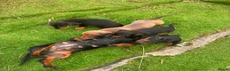 Miniature Dachshund dogs for sale: Miniature dachshund puppies in Dalkeith - Advert 1