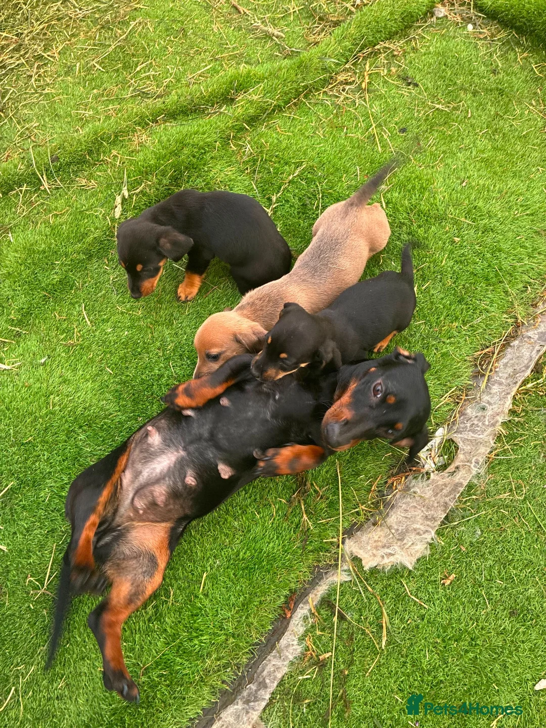 Miniature Dachshund dogs for sale: Miniature dachshund puppies in Dalkeith - Advert 1