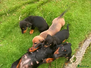 Miniature Dachshund dogs Miniature dachshund puppies - Advert 5