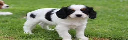 Cavapoo dogs for sale: Beautiful Cavapoo puppies for sale - Advert 28