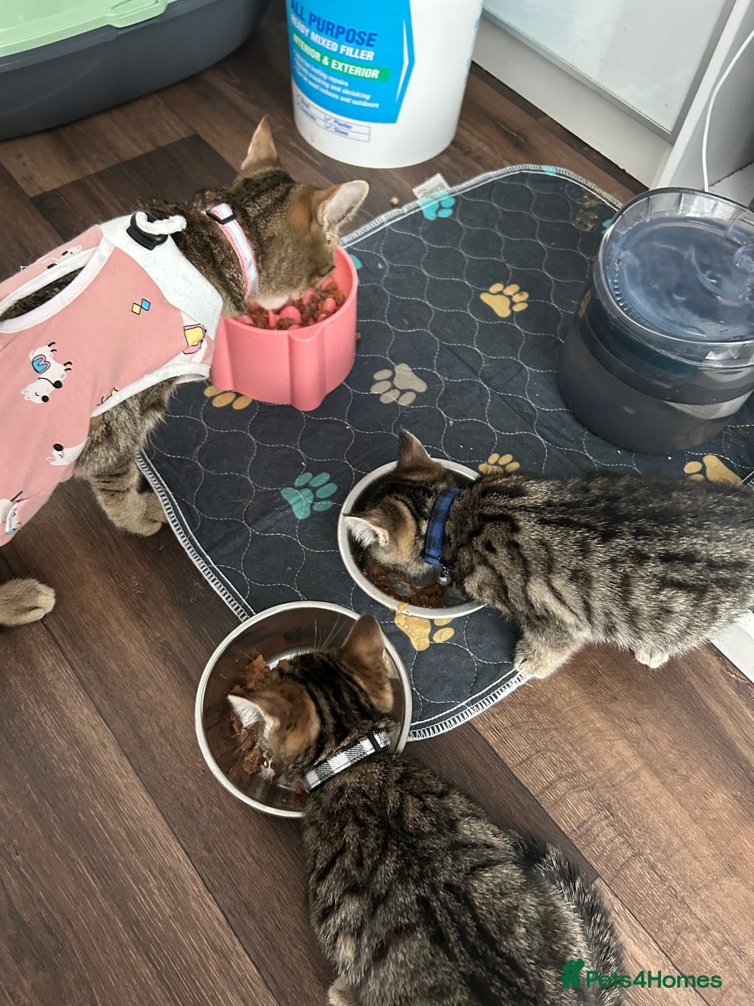 Domestic Shorthair cats for sale: 2 male tabbies - Image 5