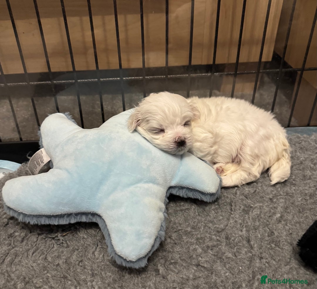 Maltese dogs for sale: **READY NOW** Full Maltese Boy Puppy’s  - Image 12
